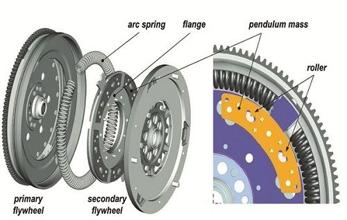 DMF anatomy